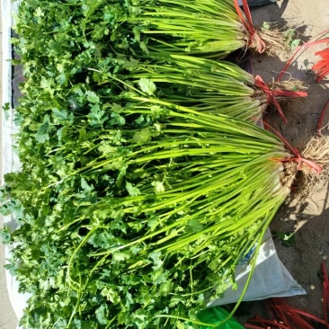 平度精品香菜开库啦