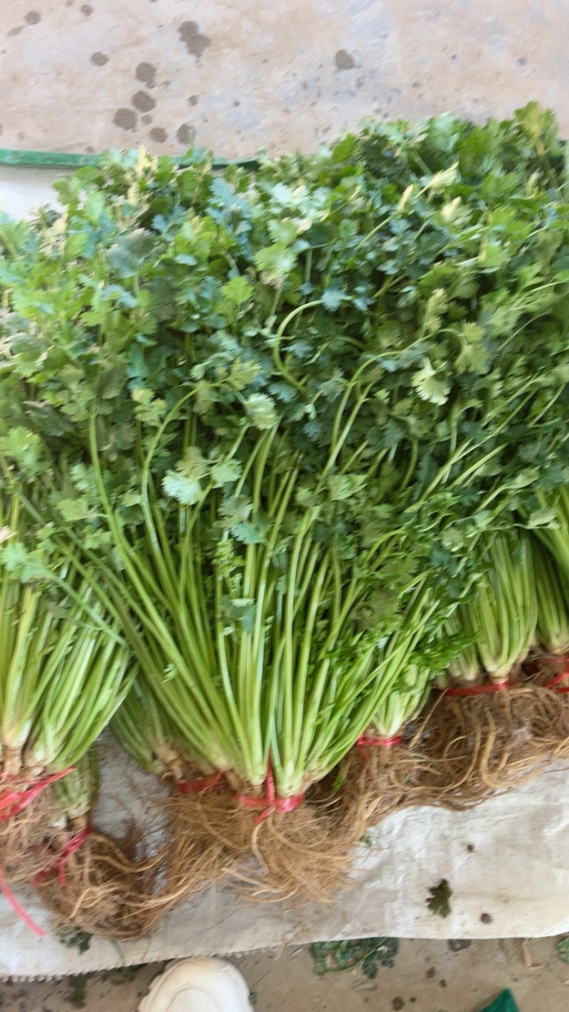 平度精品香菜开库啦