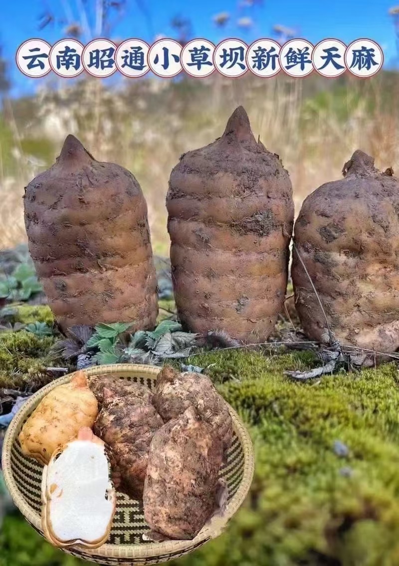 昭通小草坝天麻。深山里面2000多米的海拨产地直发
