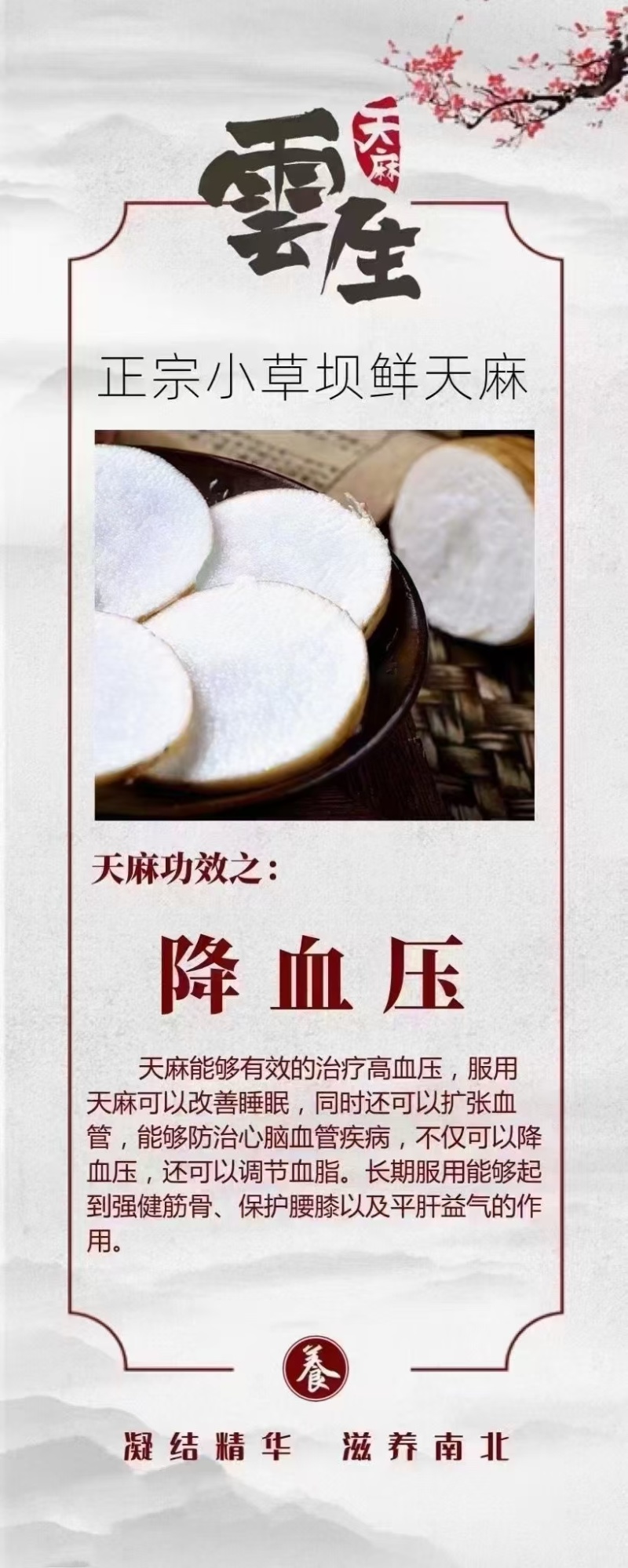 昭通小草坝天麻。深山里面2000多米的海拨产地直发