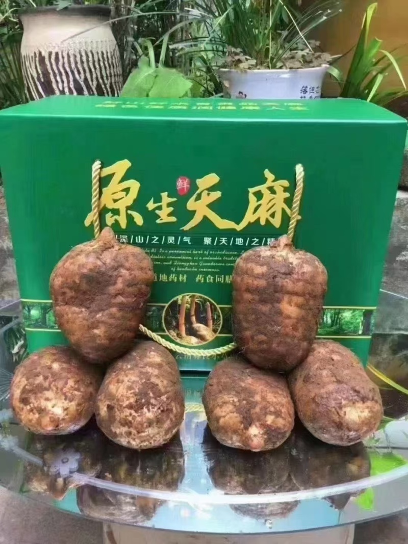 昭通小草坝天麻2000多米的海拔产地直发