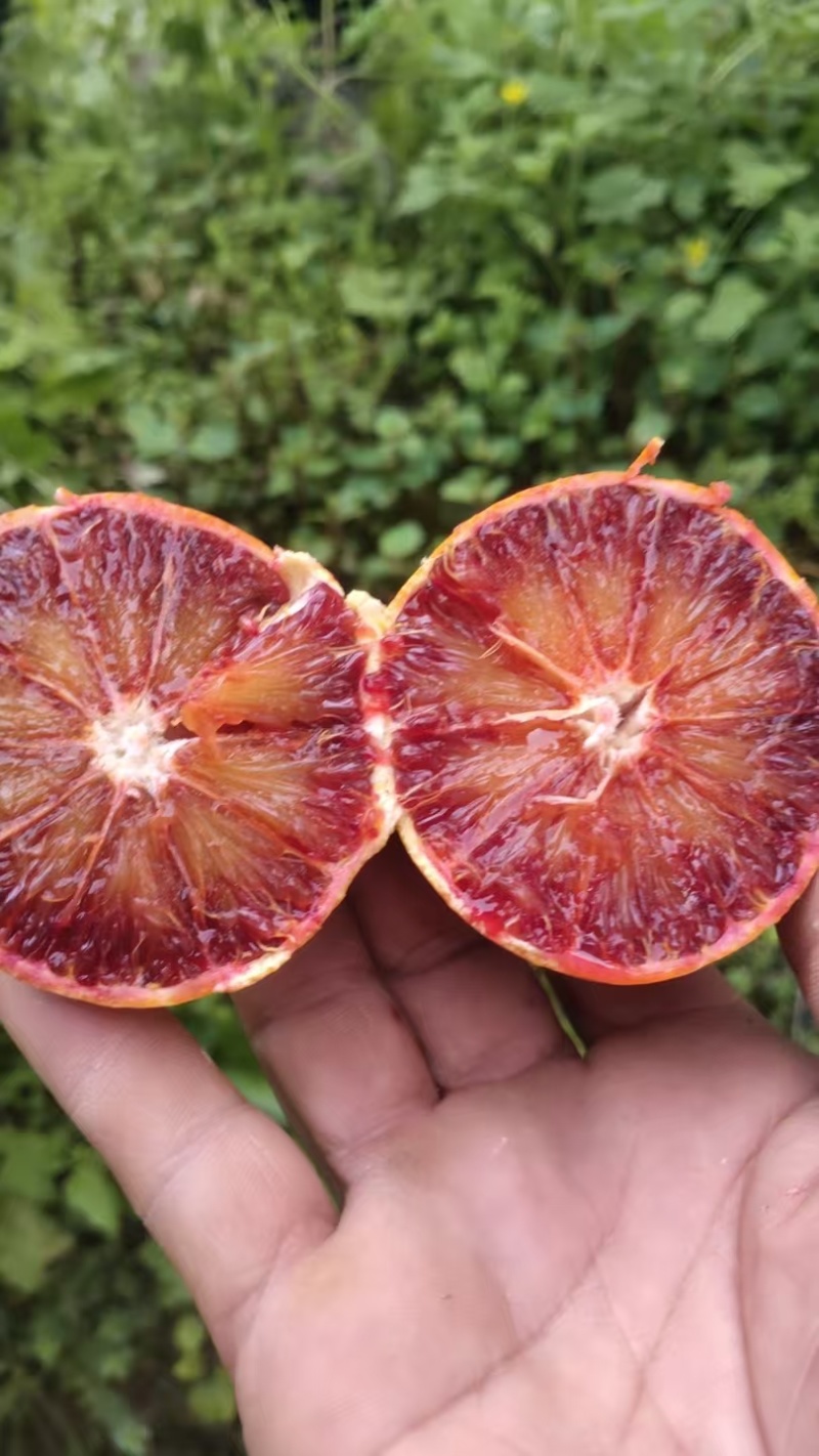 重庆血橙