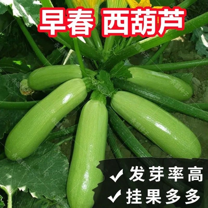 西葫芦苗角瓜种籽茭瓜进口抗病毒耐寒油亮翠绿高产