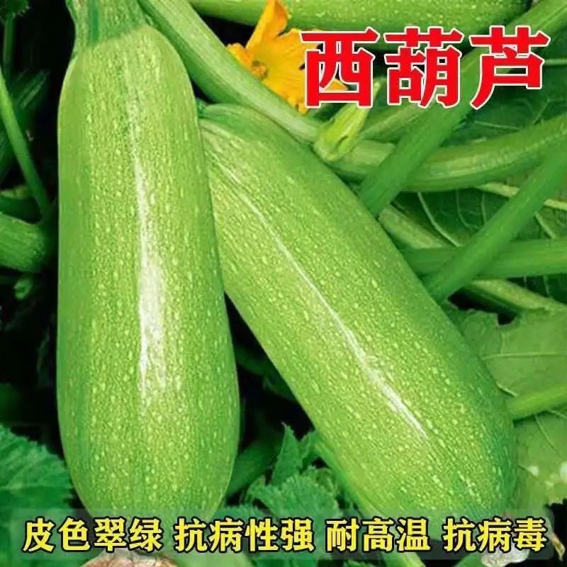 西葫芦苗角瓜种籽茭瓜进口抗病毒耐寒油亮翠绿高产