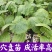 西葫芦苗角瓜种籽茭瓜进口抗病毒耐寒油亮翠绿高产