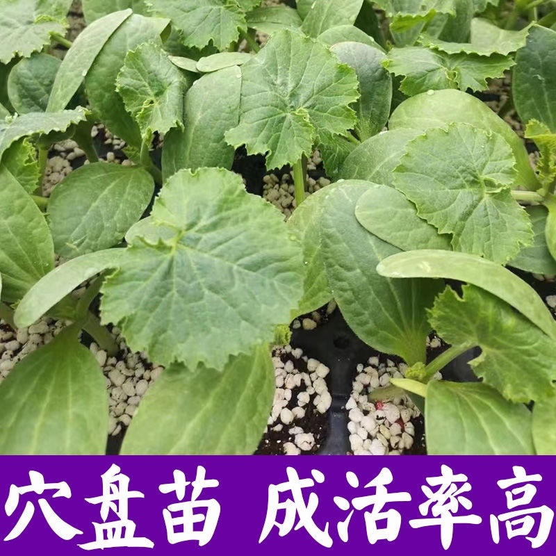 西葫芦苗角瓜种籽茭瓜进口抗病毒耐寒油亮翠绿高产