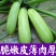 西葫芦苗角瓜种籽茭瓜进口抗病毒耐寒油亮翠绿高产