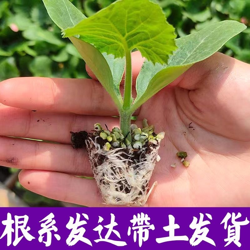 西葫芦苗角瓜种籽茭瓜进口抗病毒耐寒油亮翠绿高产