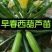西葫芦苗角瓜种籽茭瓜进口抗病毒耐寒油亮翠绿高产
