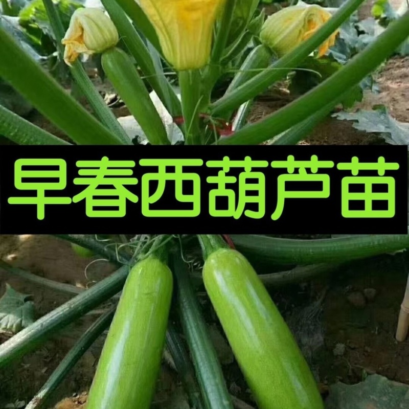 西葫芦苗角瓜种籽茭瓜进口抗病毒耐寒油亮翠绿高产