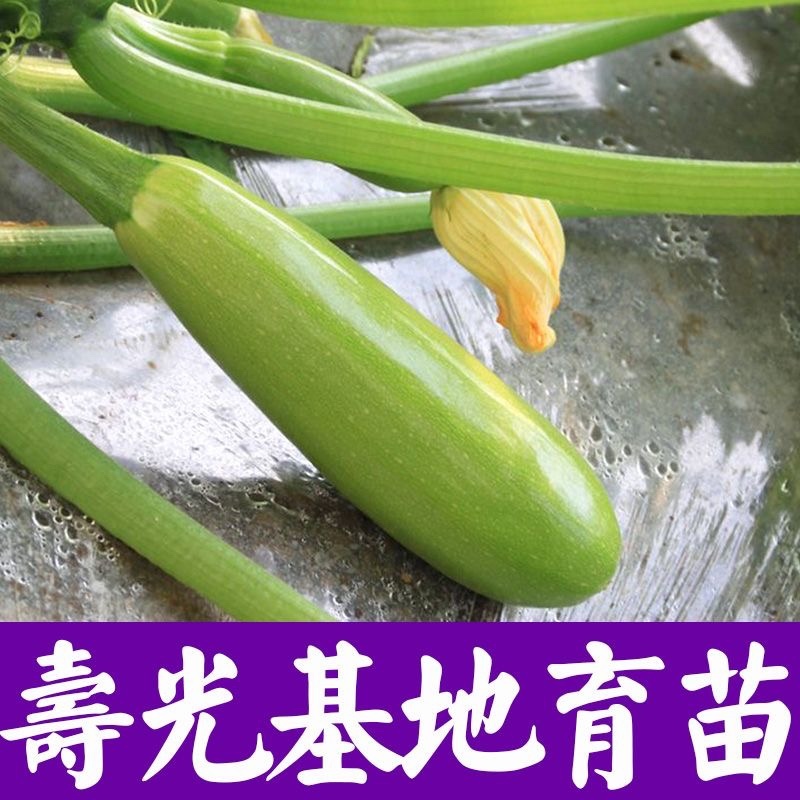 西葫芦苗角瓜种籽茭瓜进口抗病毒耐寒油亮翠绿高产
