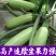 西葫芦苗角瓜种籽茭瓜进口抗病毒耐寒油亮翠绿高产