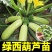 西葫芦苗角瓜种籽茭瓜进口抗病毒耐寒油亮翠绿高产