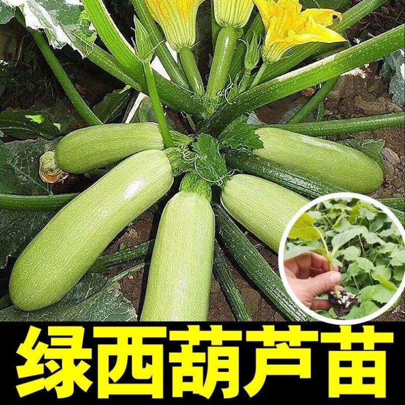 西葫芦苗角瓜种籽茭瓜进口抗病毒耐寒油亮翠绿高产