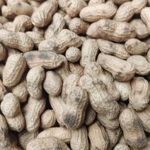 材火地锅糊皮花生，炒花生【天府3号】量大质优天天发货欢