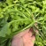 新鲜荠菜现挖现发