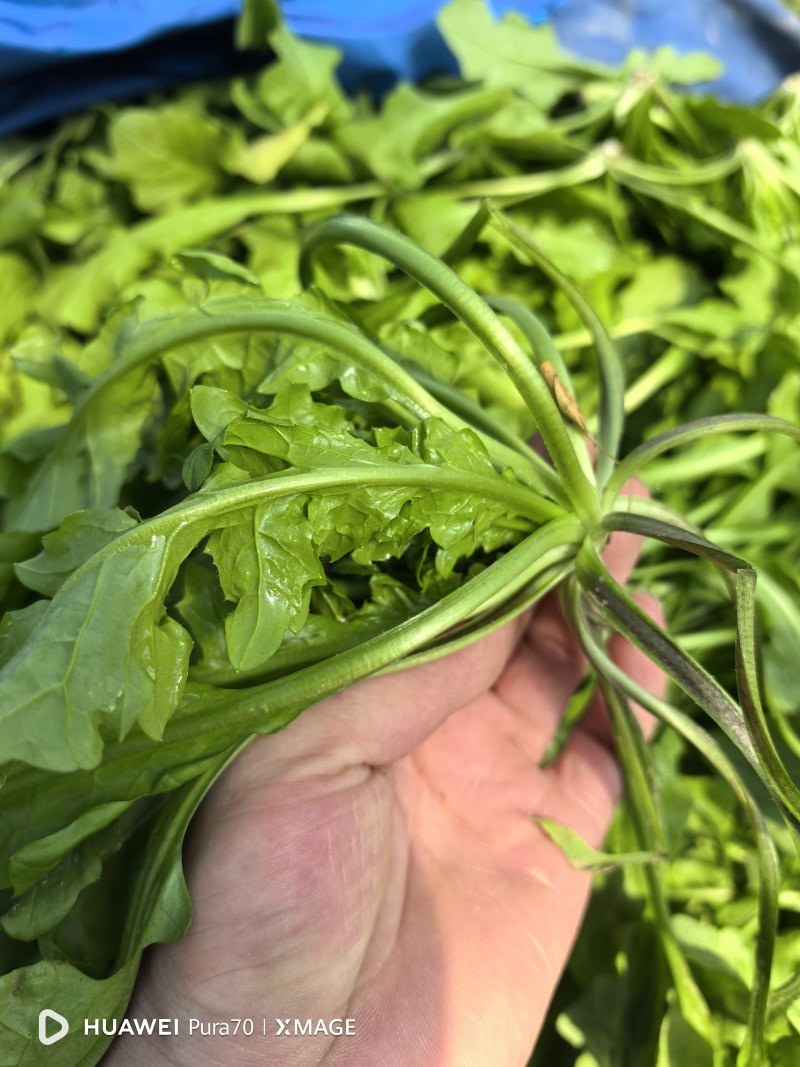 新鲜荠菜现挖现发