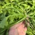 新鲜荠菜现挖现发