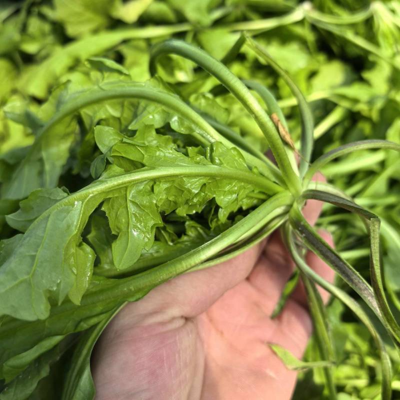 新鲜荠菜现挖现发