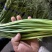 蒜薹无斑存可长年供货通货50~60cm