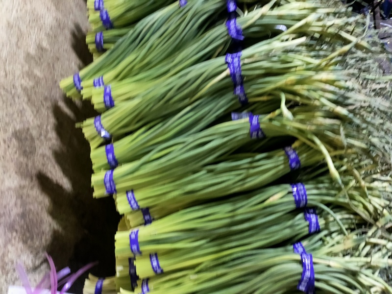 蒜薹无斑存可长年供货通货50~60cm