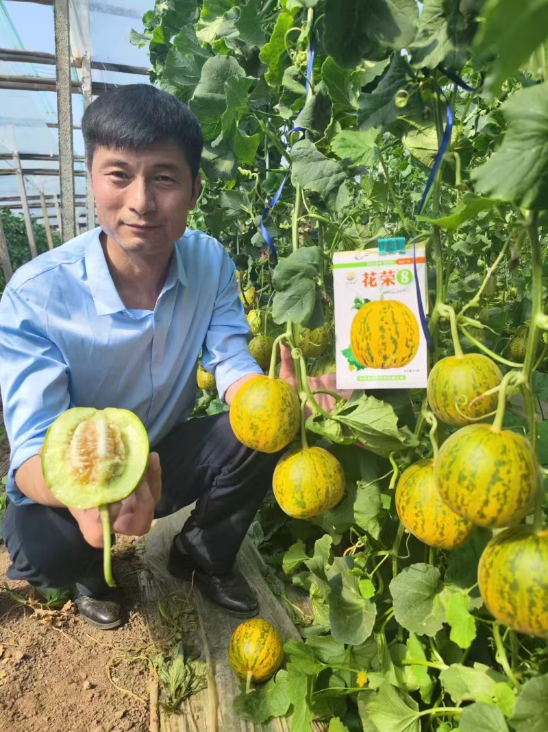 花荣8甜瓜种子特甜花皮绿肉高糖杂交甜瓜种籽大果硬度高