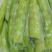 莴苣肉