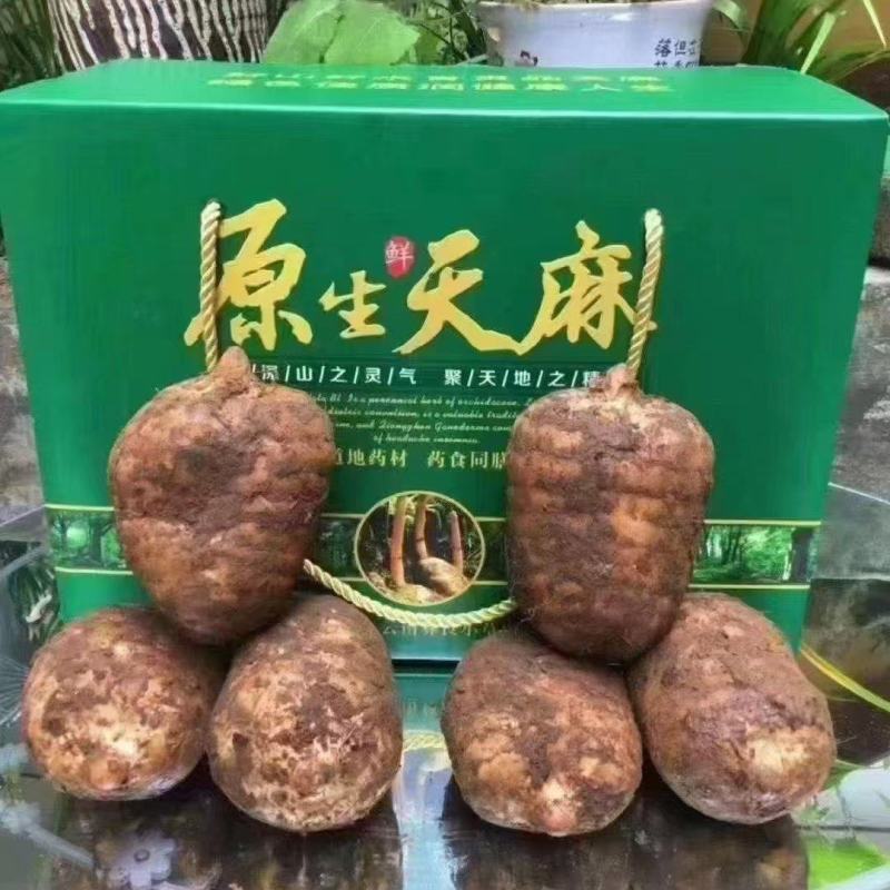 昭通小草坝野生天麻