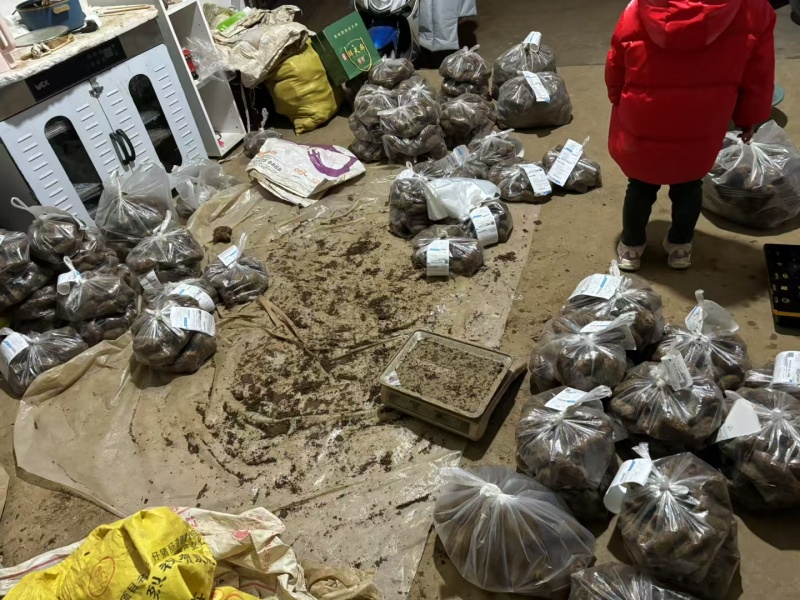昭通小草坝野生天麻