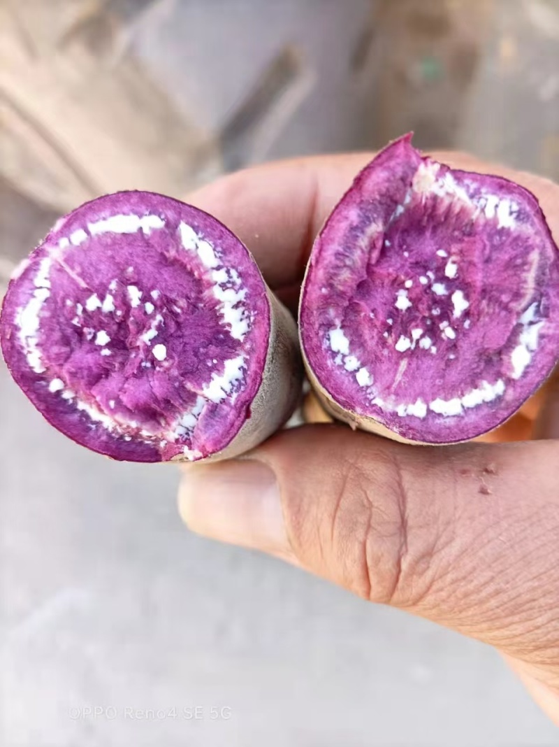 二代小花叶紫薯。可水洗供应商超，可市场，欢迎采购