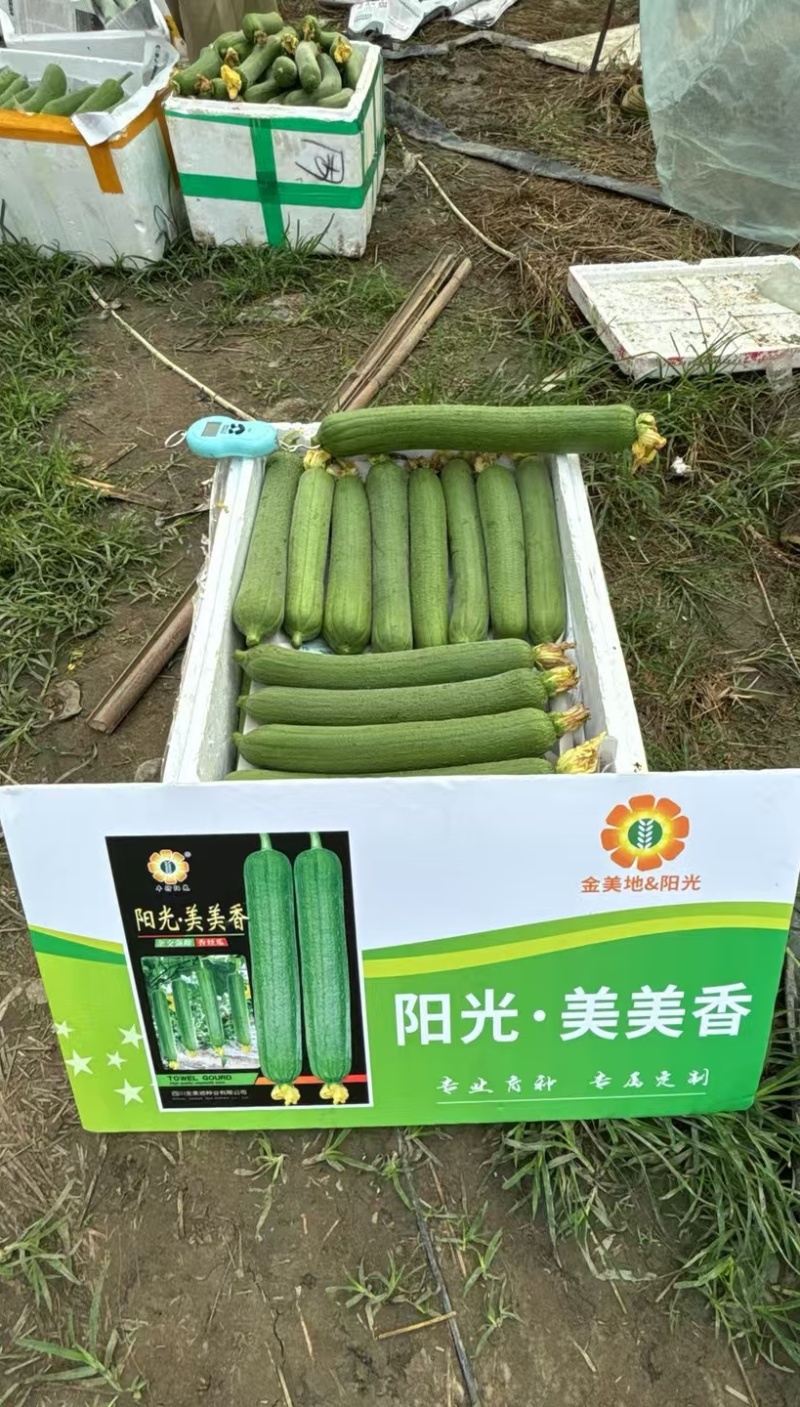 丝瓜种子阳光美美香早熟强雌中长棒硬翠绿顺直高产口感好