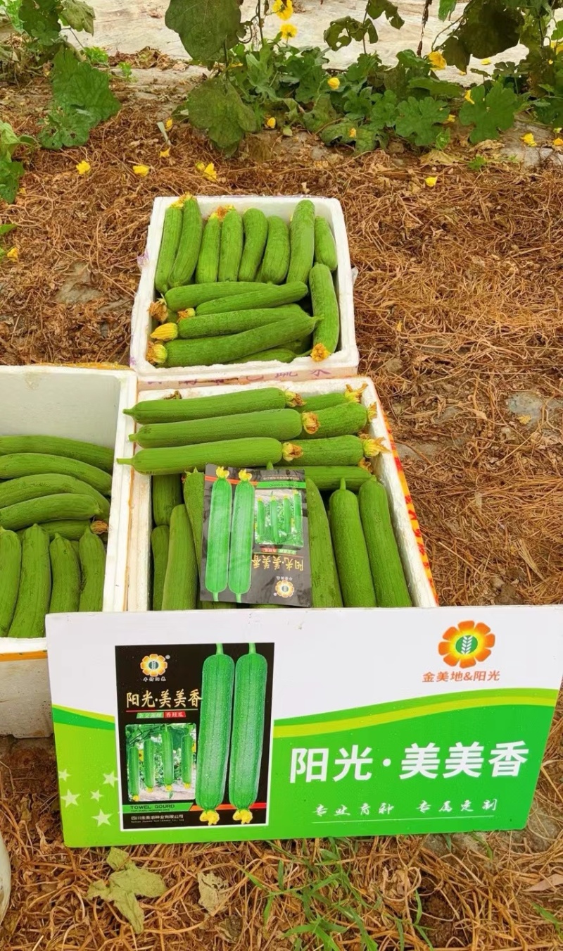 丝瓜种子阳光美美香早熟强雌中长棒硬翠绿顺直高产口感好