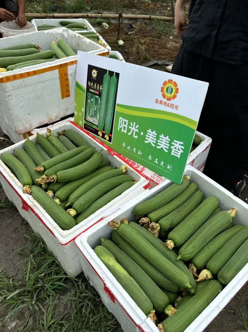 丝瓜种子阳光美美香早熟强雌中长棒硬翠绿顺直高产口感好