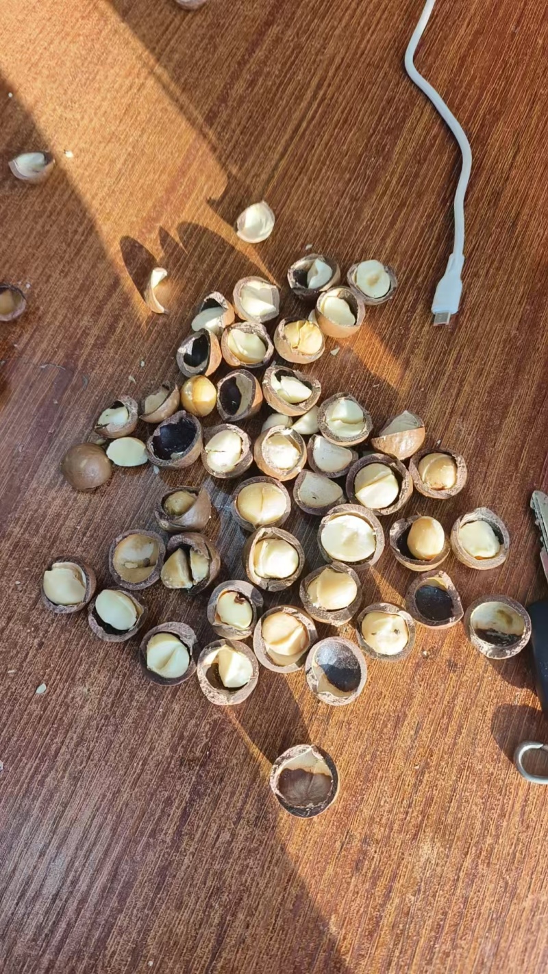 夏威夷果新货一手货源大量现货产地直发批发团购价格美丽