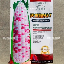 晓富彩甜糯玉米种子天贵糯937玉米种子鲜食鲜香大棒玉米