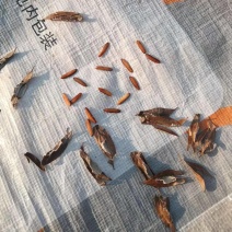 杜仲种子，基地采集的当年新种子