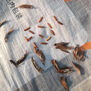 杜仲种子，基地采集的当年新种子