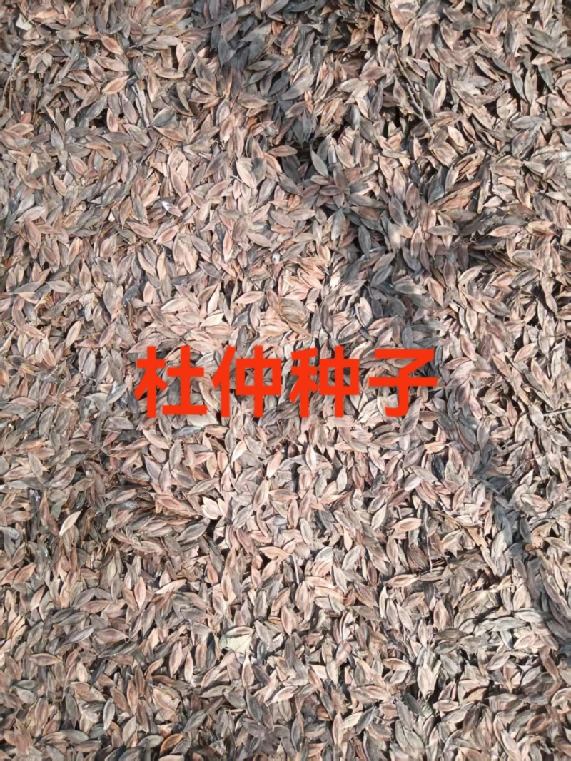 杜仲种子，基地采集的当年新种子