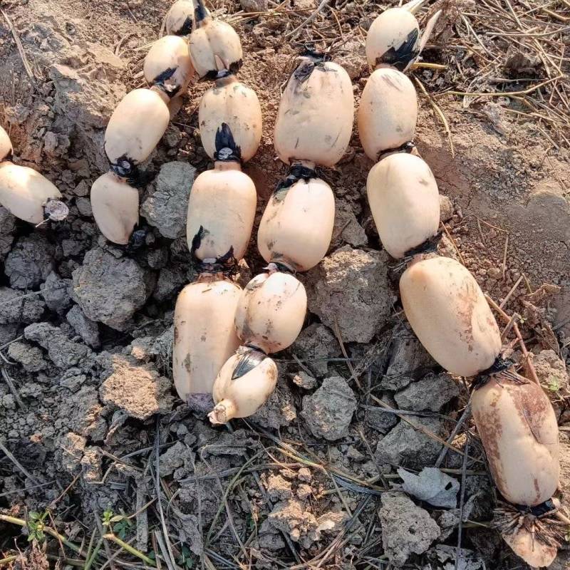 精品莲藕种植基地批发