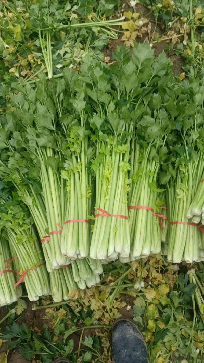 新鲜芹菜，脆嫩可口，营养丰富，健康美味，尽在您的餐桌！