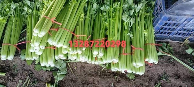 新鲜芹菜，脆嫩可口，营养丰富，健康美味，尽在您的餐桌！