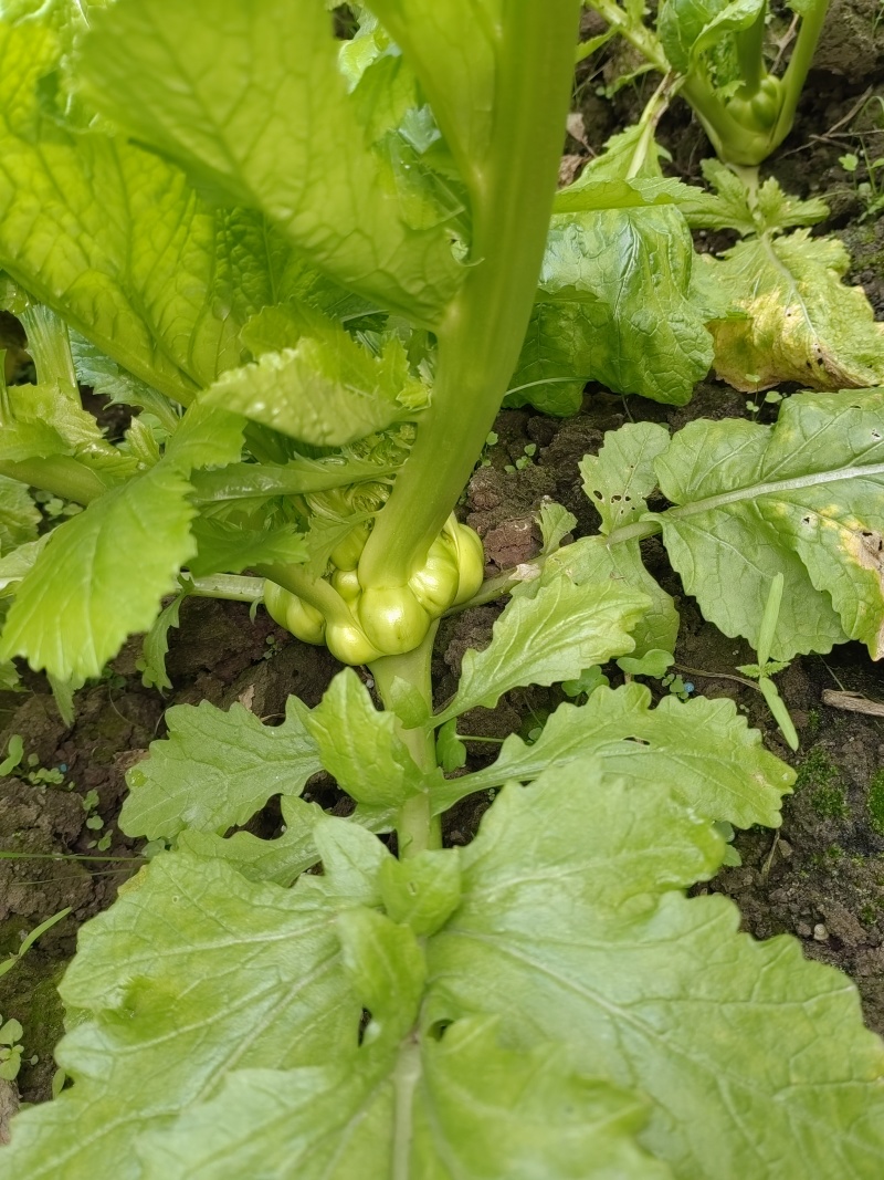 榨菜