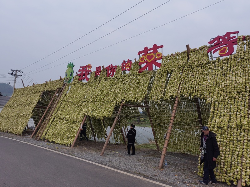 榨菜