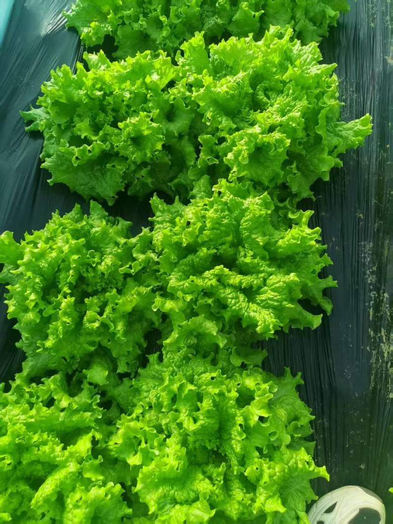 生菜大量供应质优价廉欢迎各位客商前来选购