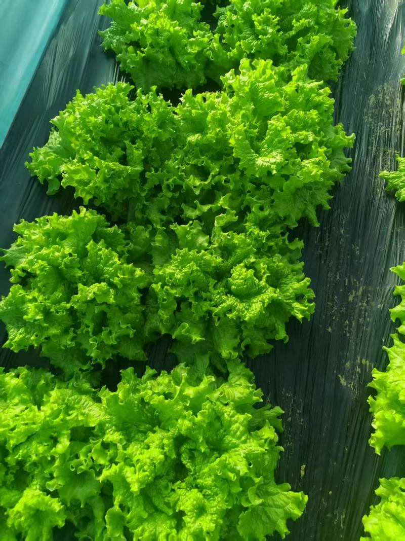 生菜大量供应质优价廉欢迎各位客商前来选购