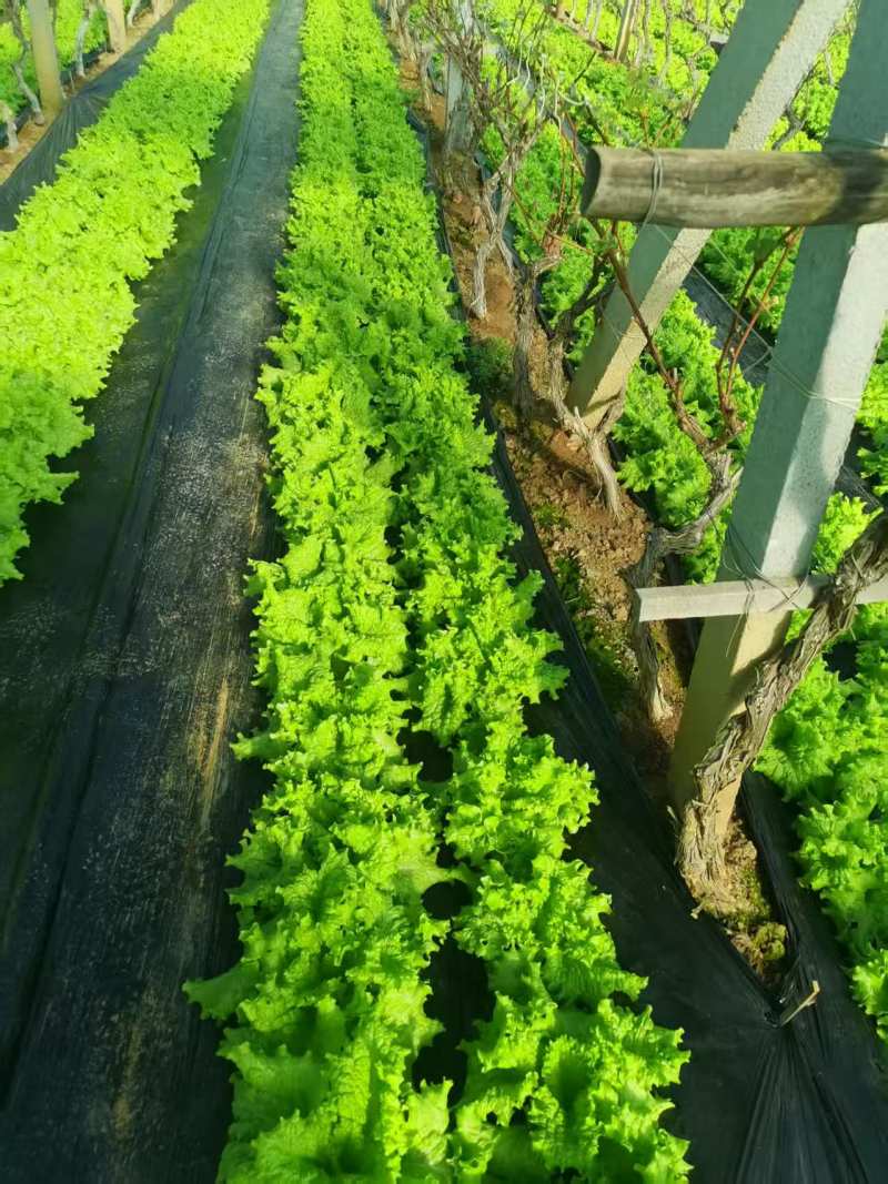 生菜大量供应质优价廉欢迎各位客商前来选购