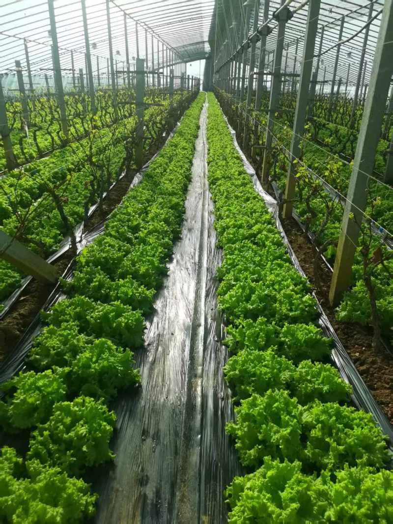 生菜大量供应质优价廉欢迎各位客商前来选购