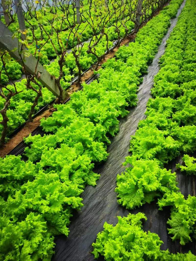 生菜大量供应质优价廉欢迎各位客商前来选购