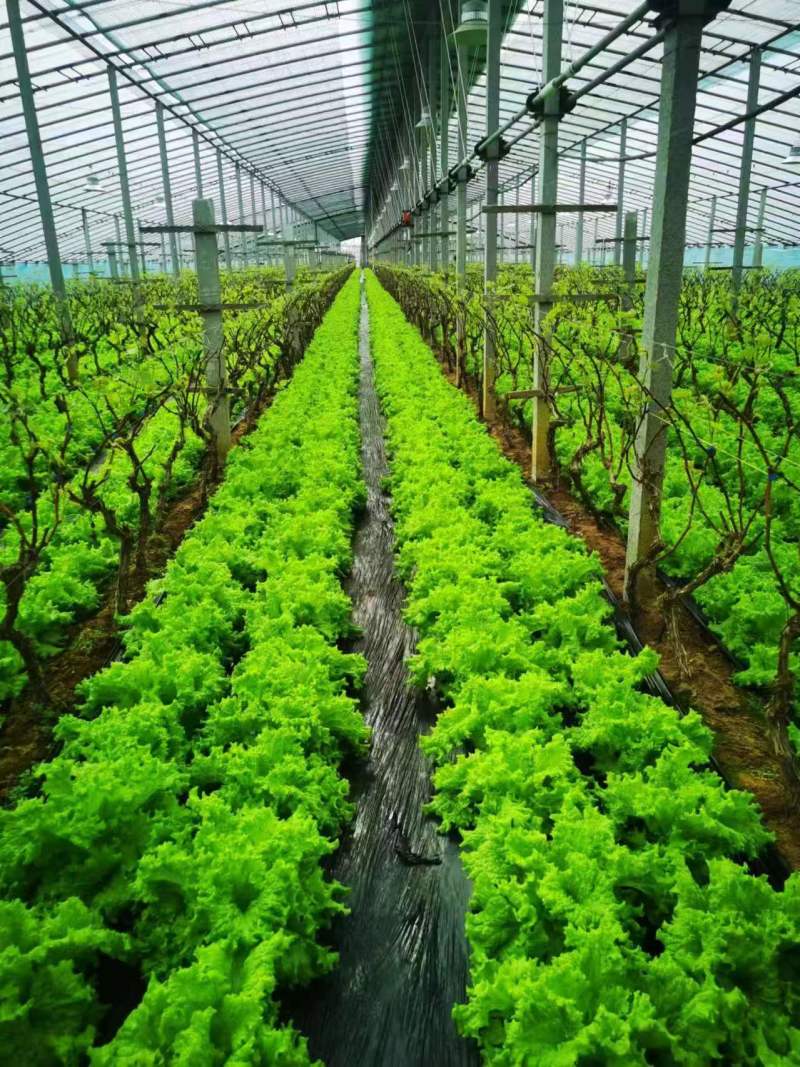 生菜大量供应质优价廉欢迎各位客商前来选购