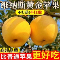 烟台维纳斯黄金苹果一件代发非奶油富士苹果一件代发产地直发